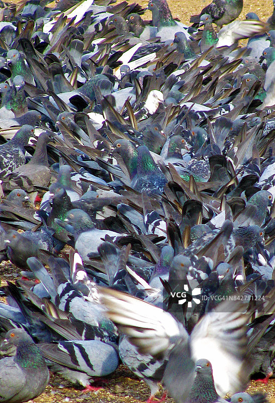 鸽子喂食场所图片素材