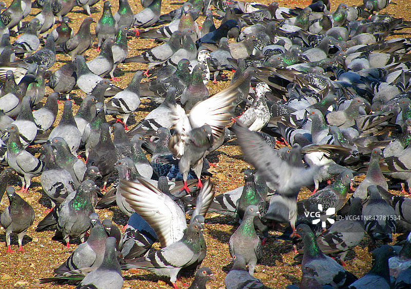 鸽子喂食场所图片素材