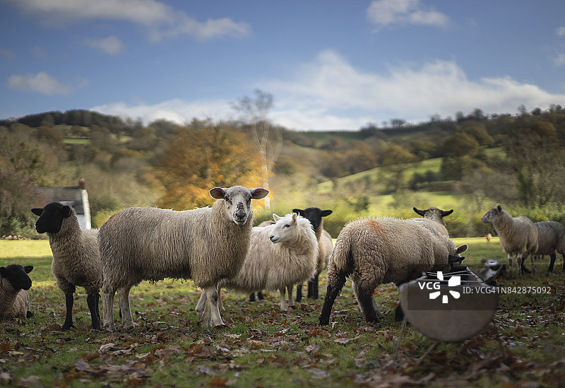 羊群图片素材
