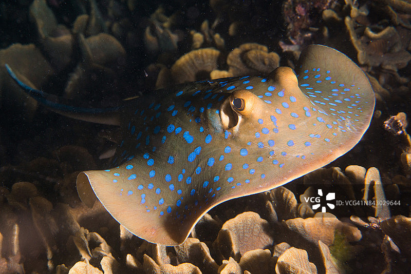 蓝点魟在珊瑚礁上夜间觅食图片素材
