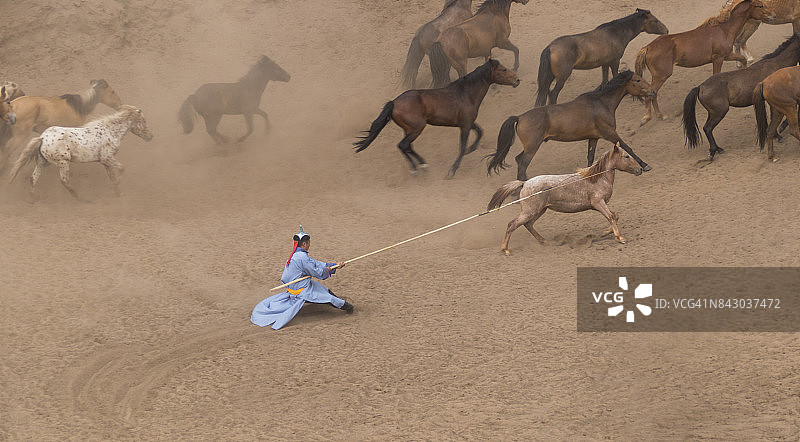 内蒙古，蒙古族骑手套马准备烙印图片素材