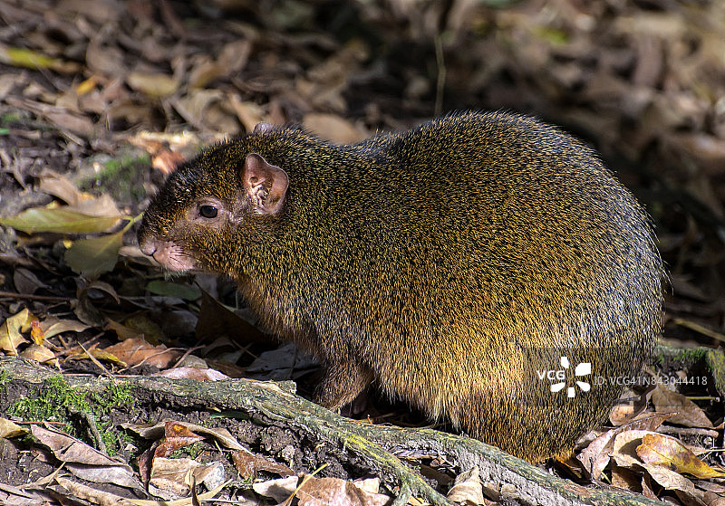 刺豚鼠图片素材
