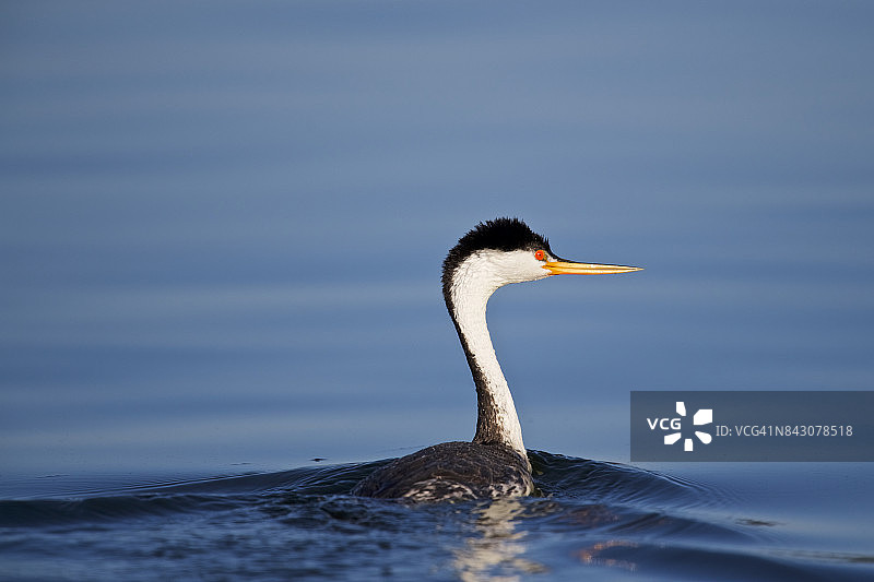 西部鸊鷉图片素材