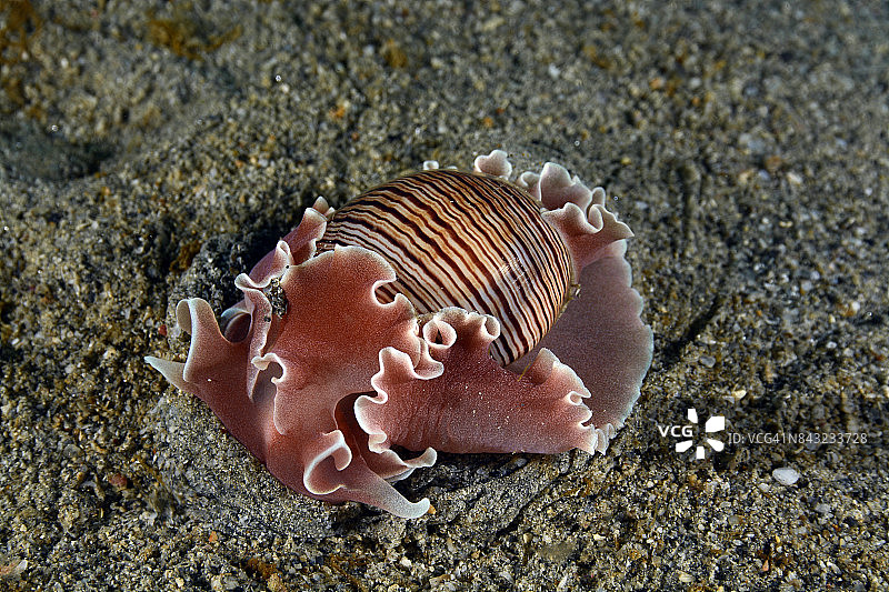 条纹贝图片素材