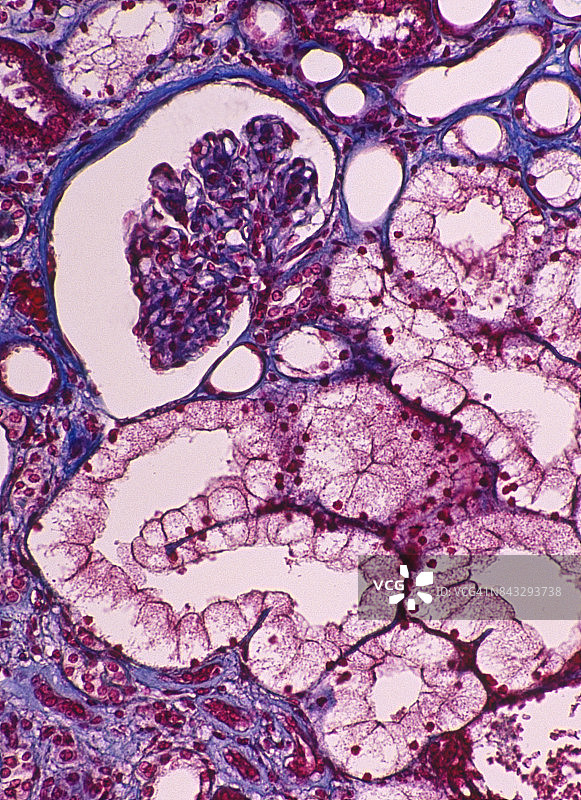 肾单位——显示基本结构的人类肾脏（50倍放大）图片素材