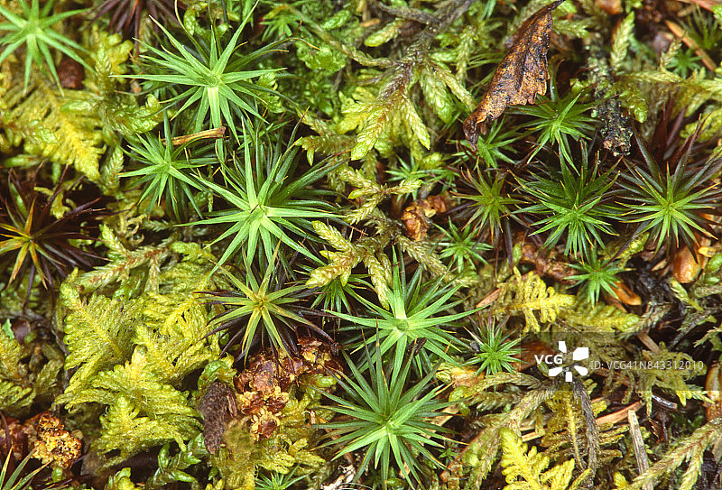 北方森林的苔藓：星藓和羽藓图片素材