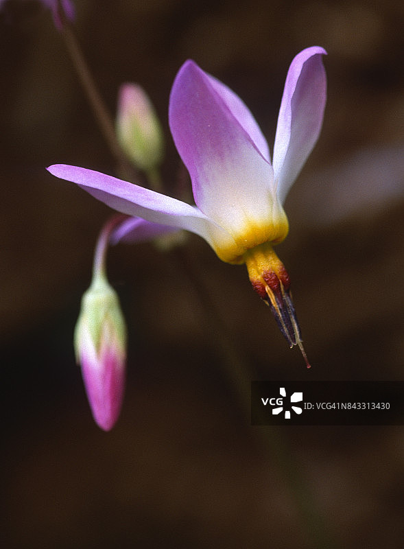 报春花：锡安报春花图片素材