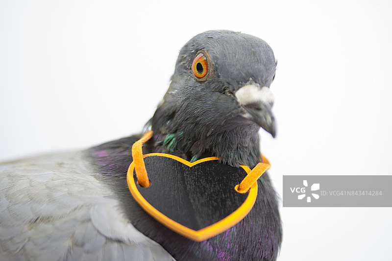 有爱心的鸽子图片素材