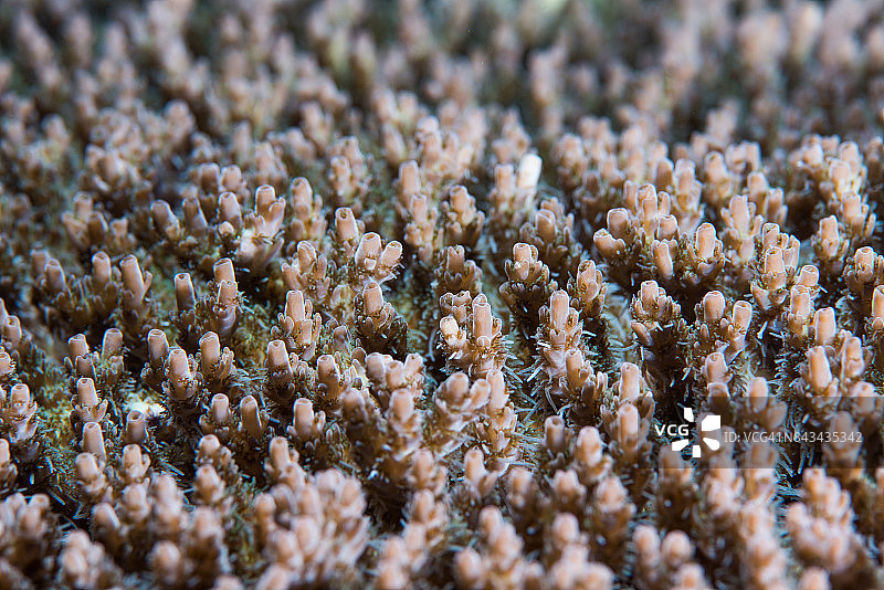 桌状珊瑚（轴孔珊瑚属）珊瑚虫特写图片素材