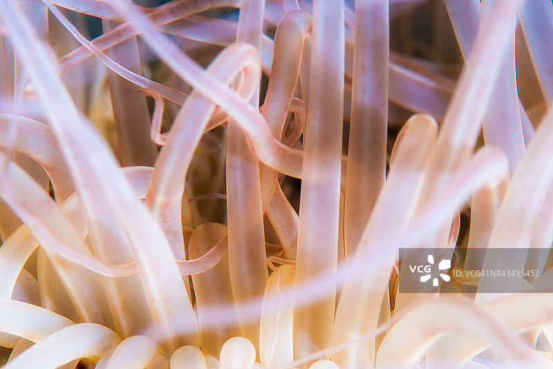 管虫海葵触须图片素材