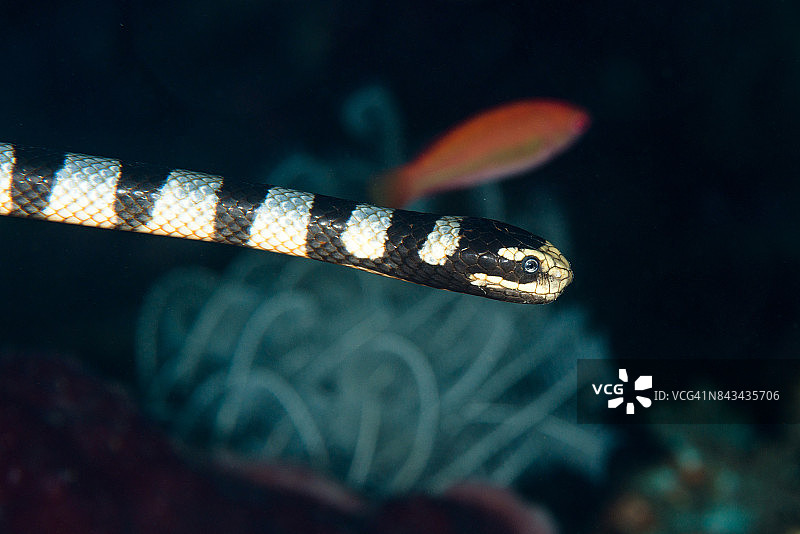 正在捕猎的黑带海蛇图片素材