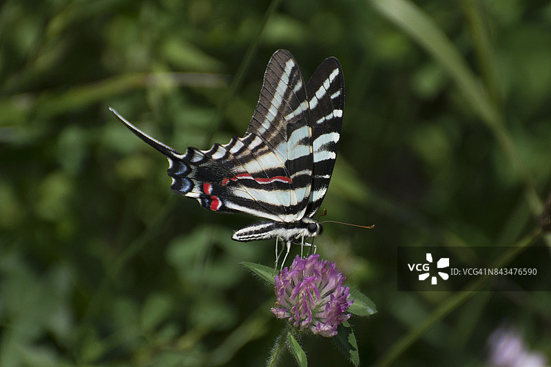 蝴蝶 2017-109图片素材