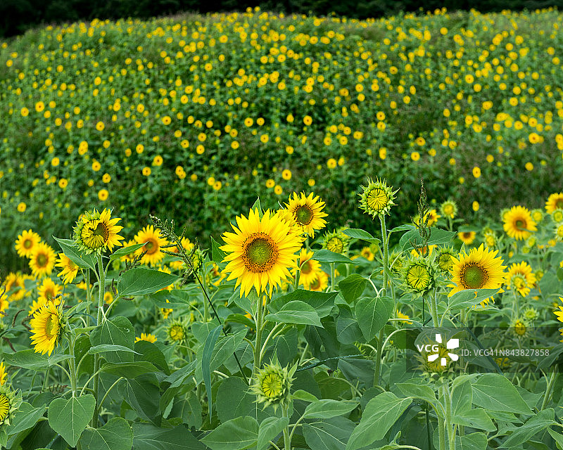 向日葵图片素材