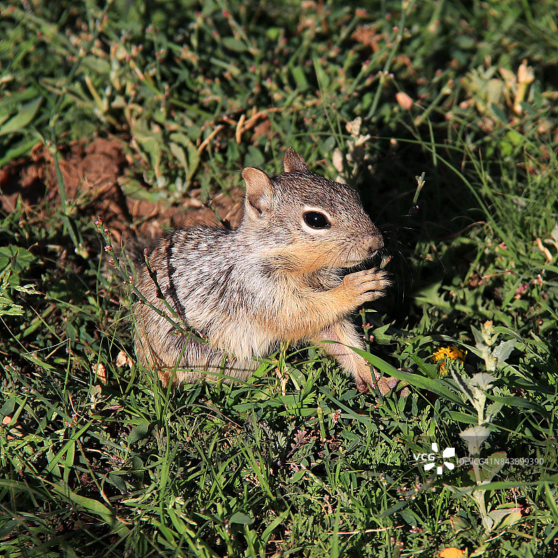 一只年轻的岩松鼠（Otospermophilus variegatus）正在吃草图片素材
