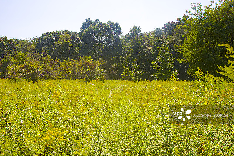 纽约州波基浦西的金色田野与茂密树林图片素材