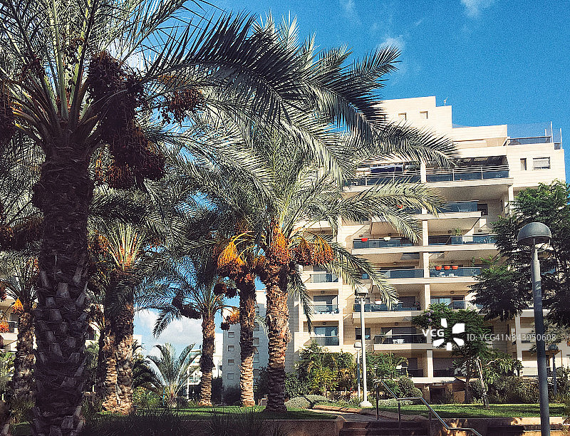 带有枣子的棕榈树图片素材