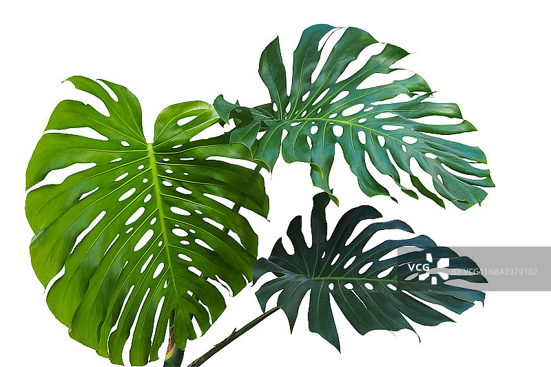 龟背竹的大片绿叶，热带植物，生长在白色背景中，包含裁剪路径图片素材