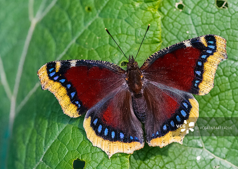 黄缘蛱蝶图片素材