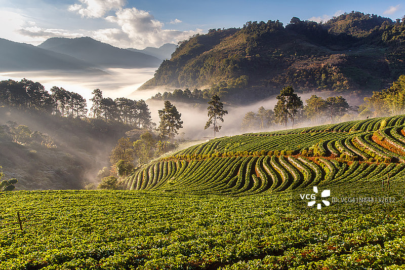 冬季早晨有雾气的昂康山草莓园图片素材