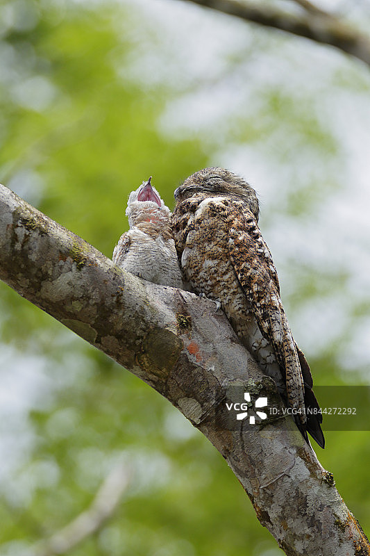 Great Potoo图片素材