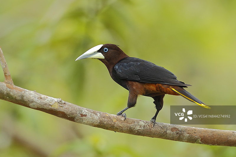 栗头拟鹂图片素材