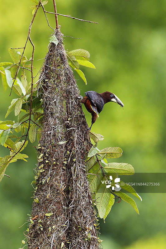 栗头拟鹂图片素材