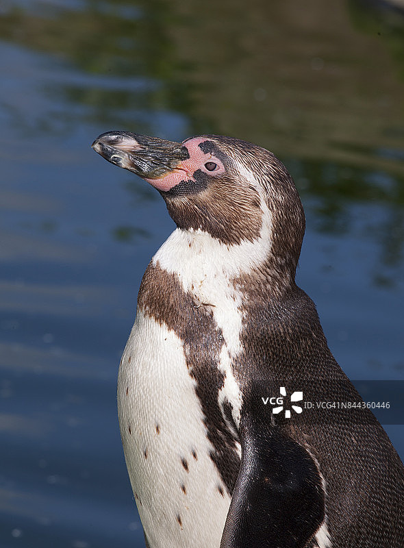 洪堡企鹅图片素材