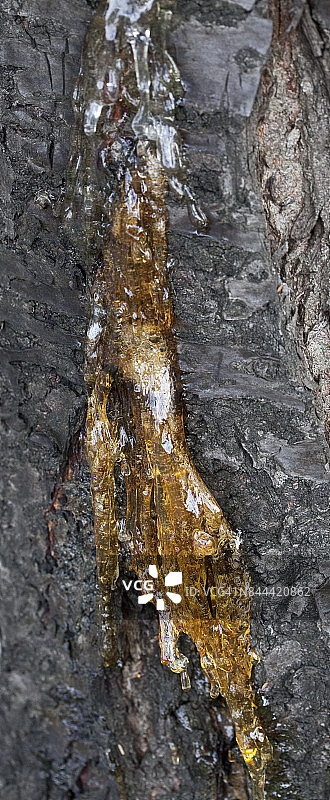 带有树脂的果树特写图片素材
