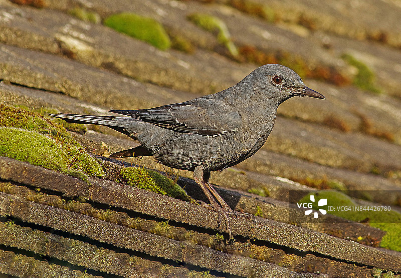 蓝矶鸫图片素材