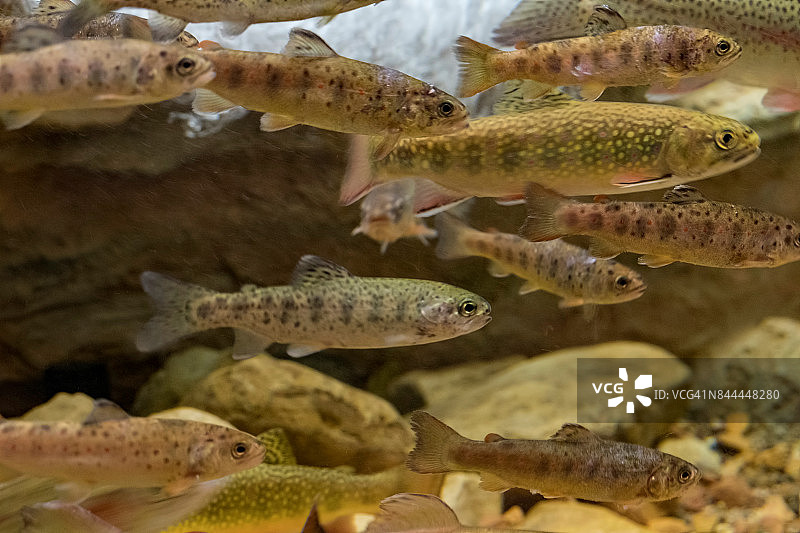 一群虹鳟鱼在水中游动图片素材