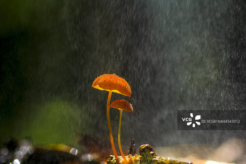 雨落在橙色蘑菇上图片素材