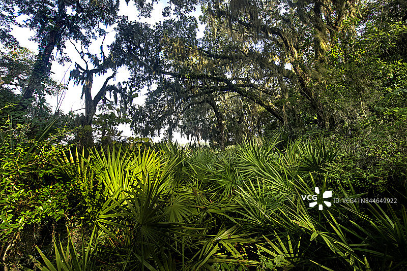live Oak树上的西班牙苔藓和热带植物图片素材