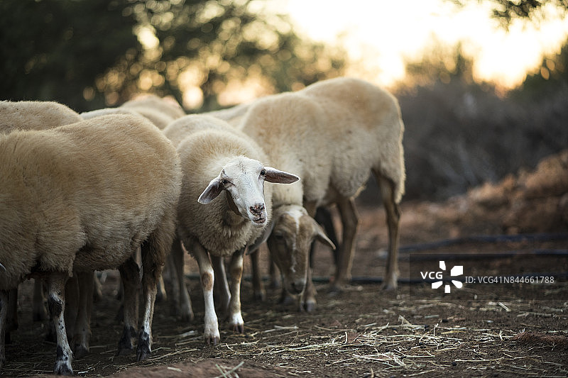 羊群图片素材