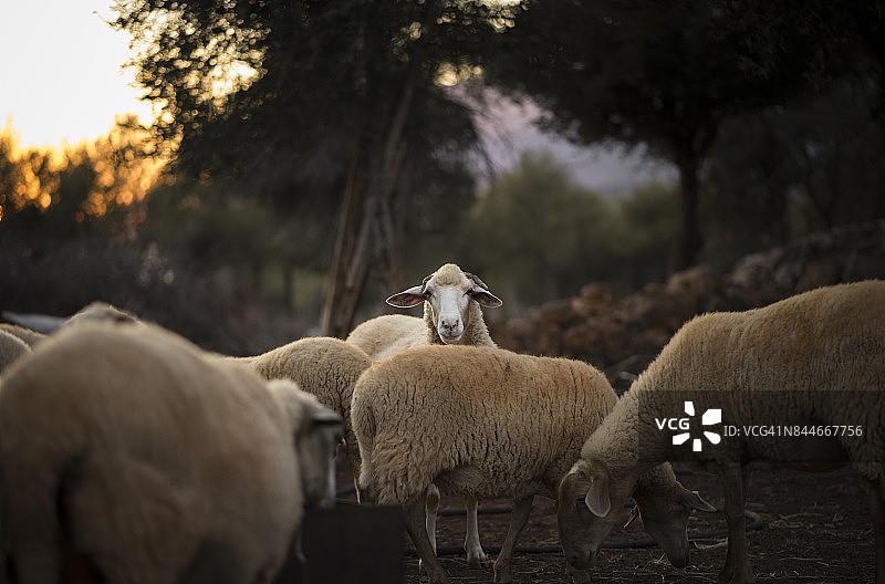 羊群图片素材