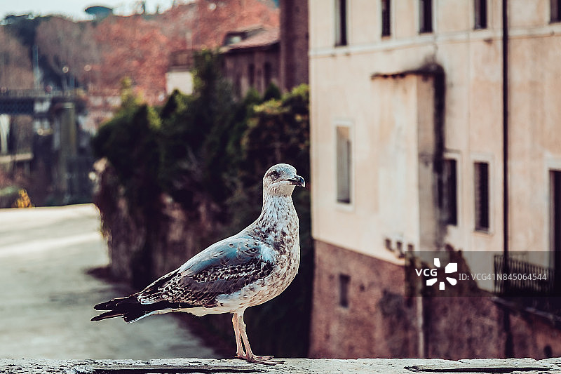 桥上的海鸥图片素材