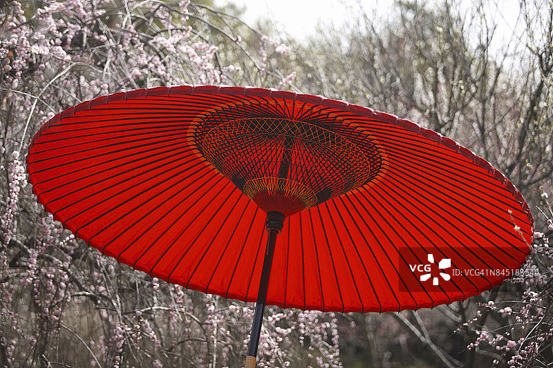 野点伞与梅花图片素材