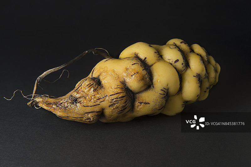 块茎旱金莲图片素材