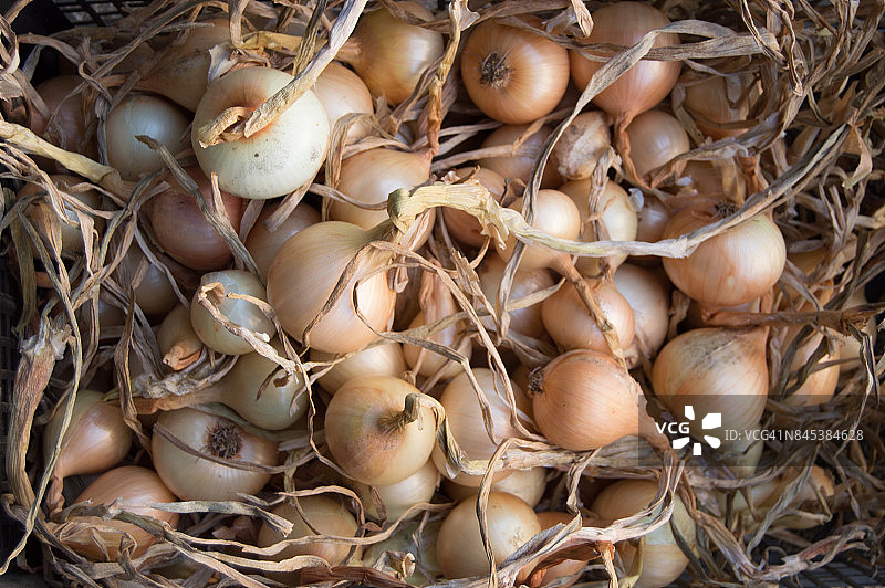 采收洋葱图片素材