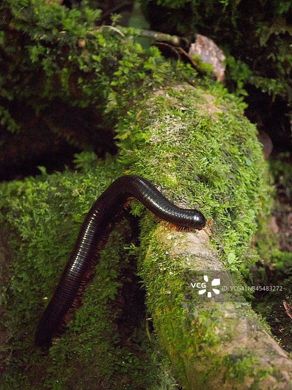 京那巴鲁山麓热带雨林中的大型马陆图片素材