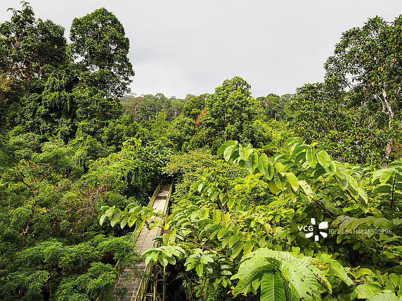 沙巴低地热带雨林树冠走道，马来西亚，婆罗洲图片素材