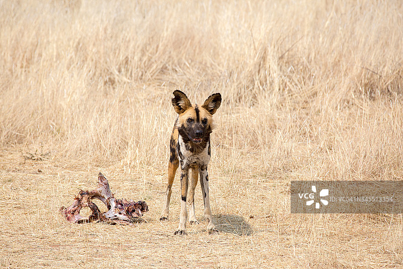 非洲野犬，纳米比亚，非洲图片素材