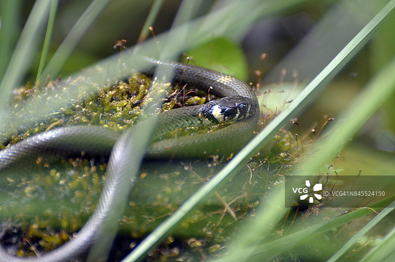 蛇形戒指图片素材