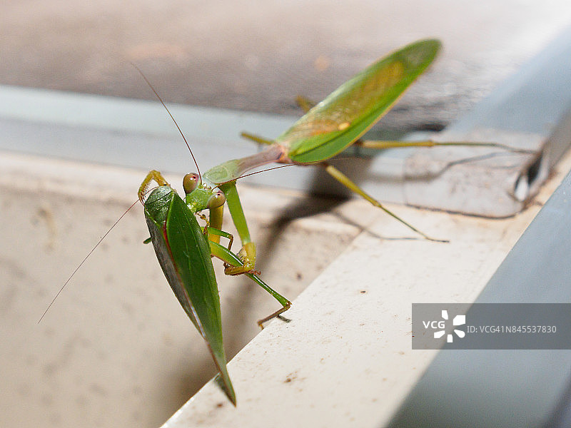 绿色的螳螂正在吃蝈蝈，位于沙巴，婆罗洲图片素材