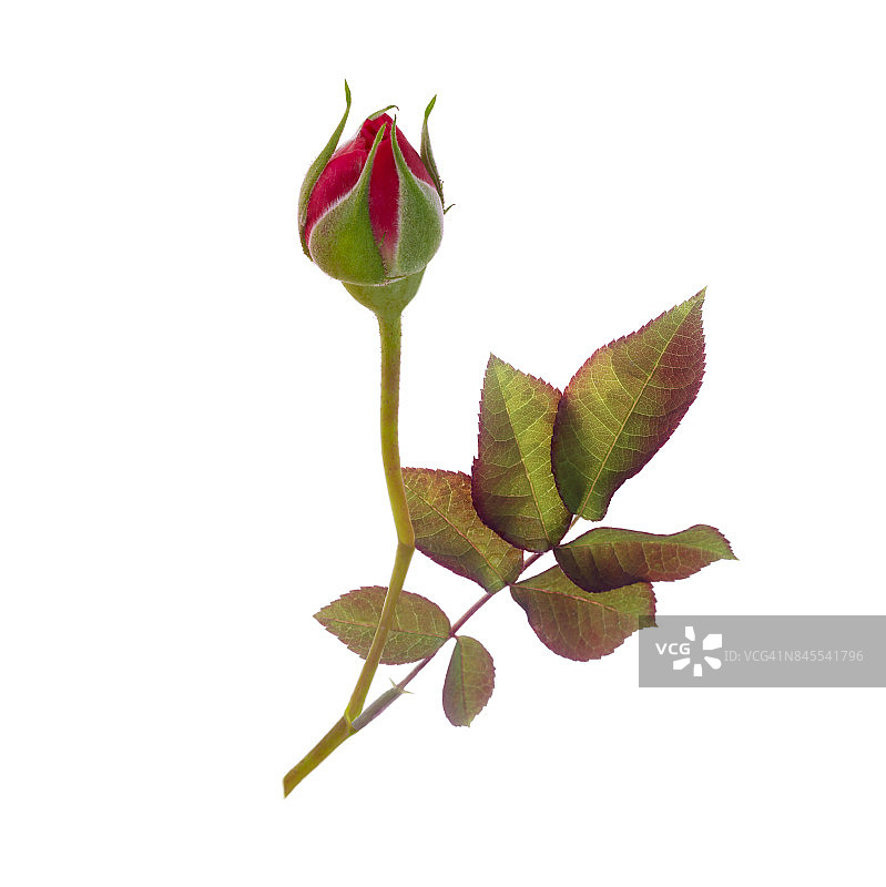 白色背景下的粉色玫瑰花蕾和叶子图片素材