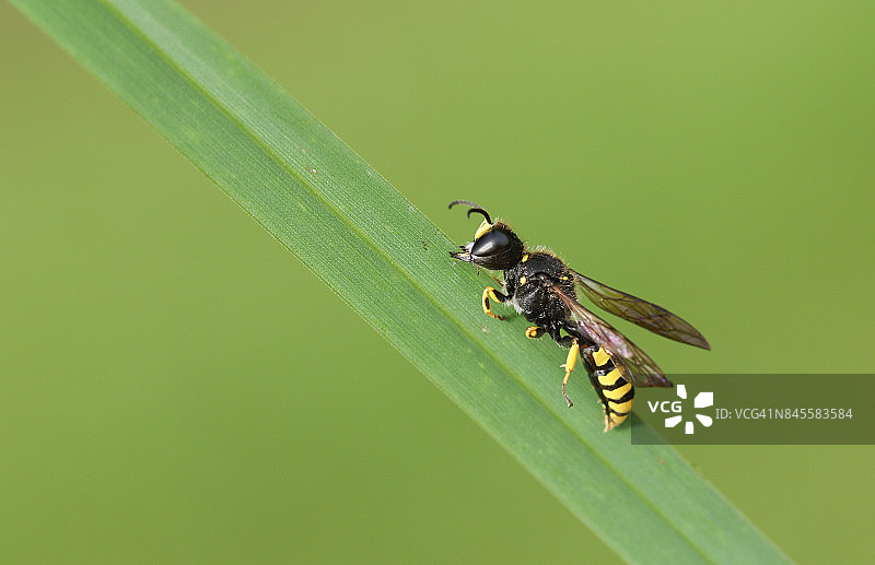 栖息在草叶上的田野食蜂虻图片素材