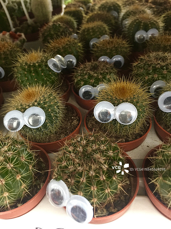 快乐的仙人掌图片素材