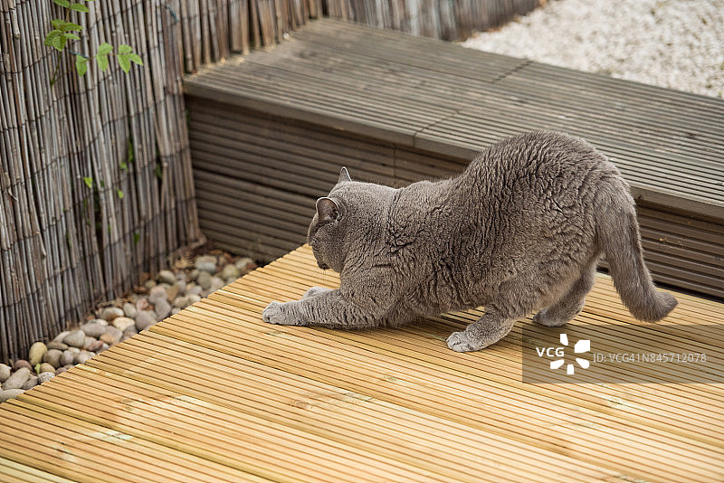 英国短毛猫伸展身体，抓挠木制甲板图片素材