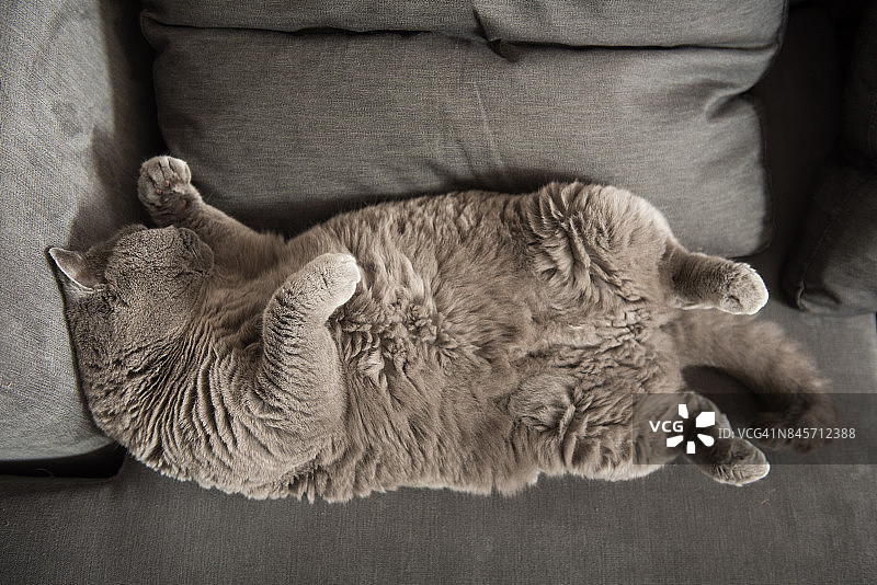 英国短毛猫在沙发上像婴儿一样睡觉图片素材
