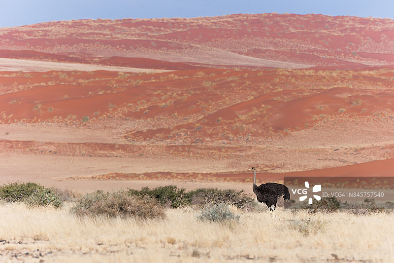 红色沙丘背景下的鸵鸟图片素材