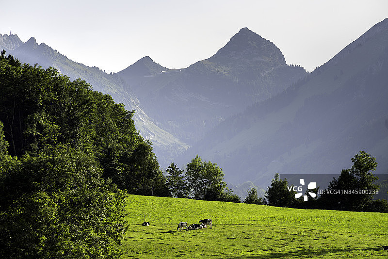 格吕耶尔山区草地上吃草的牛群，瑞士阿尔卑斯山图片素材